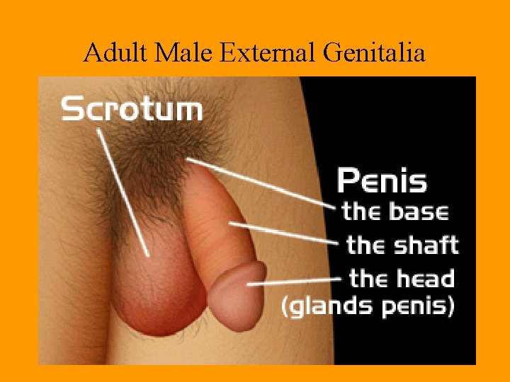 Adult Male External Genitalia Adult Male External Genitalia
