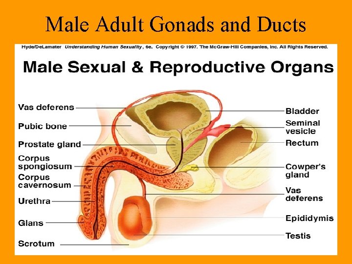 Male Adult Gonads and Ducts Male Adult Gonads and Ducts