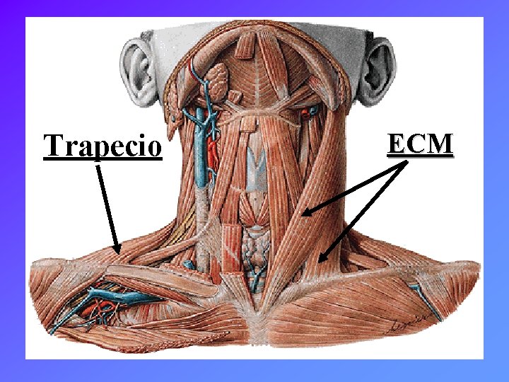 Trapecio ECM 