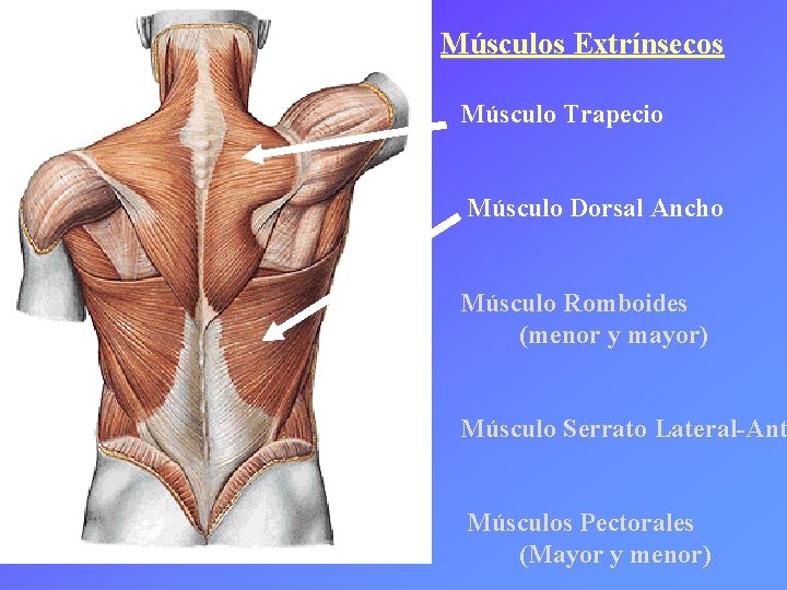 Músculos Extrínsecos Músculo Trapecio Músculo Dorsal Ancho Músculo Romboides (menor y mayor) Músculo Serrato