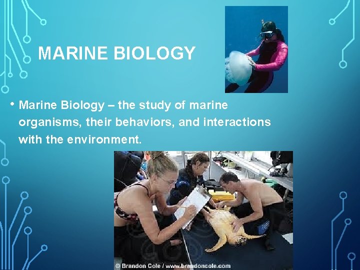 MARINE BIOLOGY • Marine Biology – the study of marine organisms, their behaviors, and