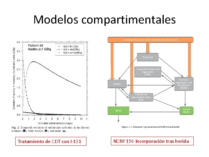 Modelos compartimentales Tratamiento de CDT con I-131 NCRP 156 Incorporación tras herida 