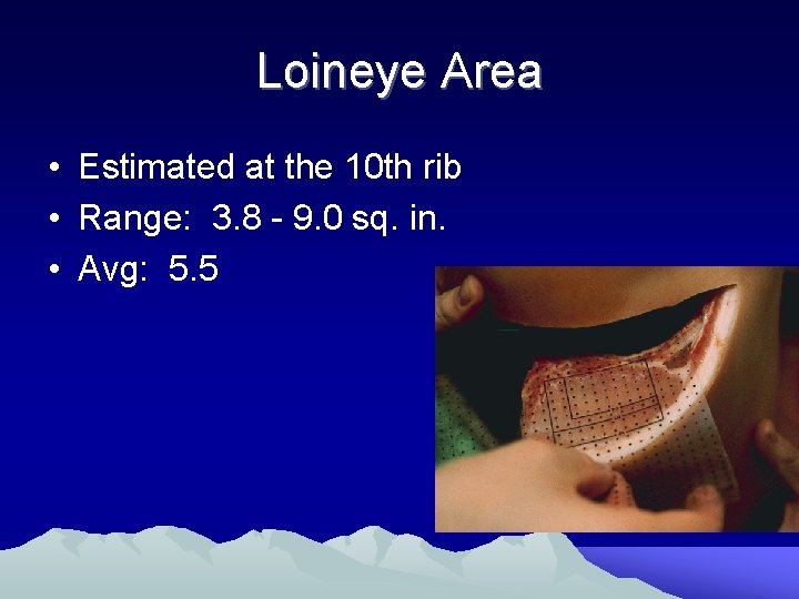 Loineye Area • Estimated at the 10 th rib • Range: 3. 8 -
