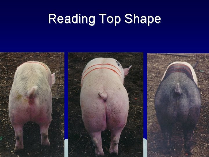 Reading Top Shape 