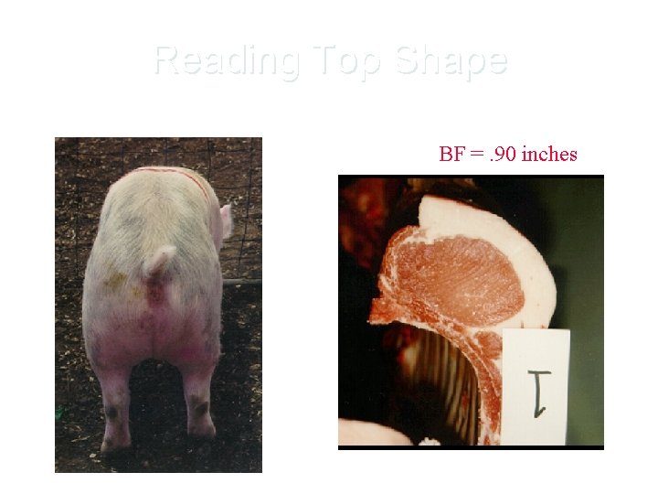 Reading Top Shape BF =. 90 inches 