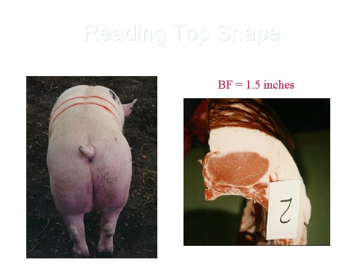 Reading Top Shape BF = 1. 5 inches 