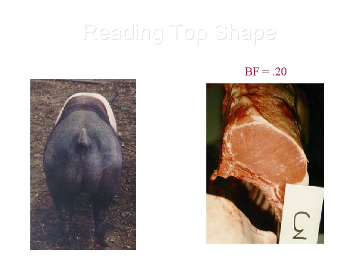 Reading Top Shape BF =. 20 