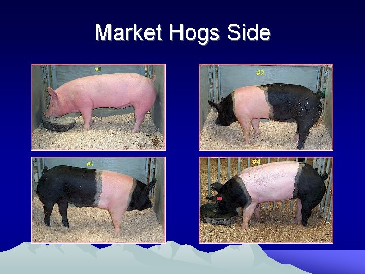 Market Hogs Side 