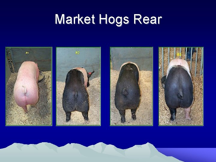 Market Hogs Rear 