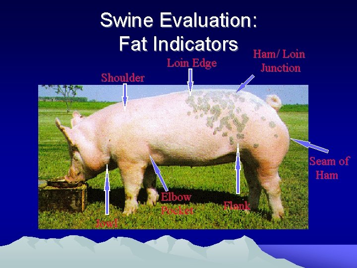 Swine Evaluation: Fat Indicators Ham/ Loin Edge Junction Shoulder Seam of Ham Jowl Elbow