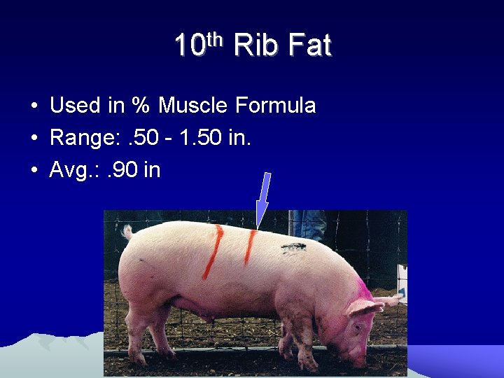 10 th Rib Fat • Used in % Muscle Formula • Range: . 50