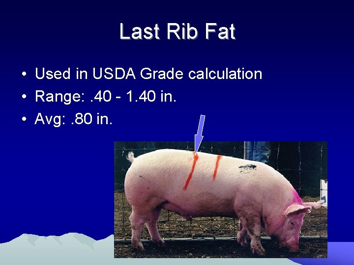 Last Rib Fat • Used in USDA Grade calculation • Range: . 40 -