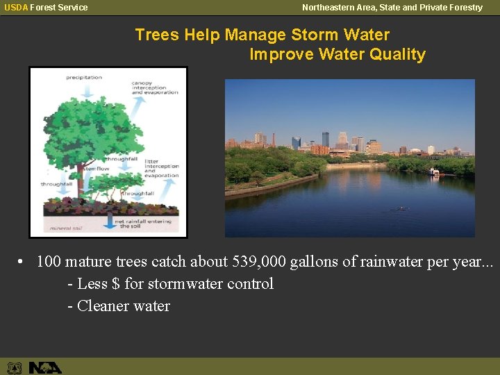 USDA Forest Service Northeastern Area, State and Private Forestry Trees Help Manage Storm Water