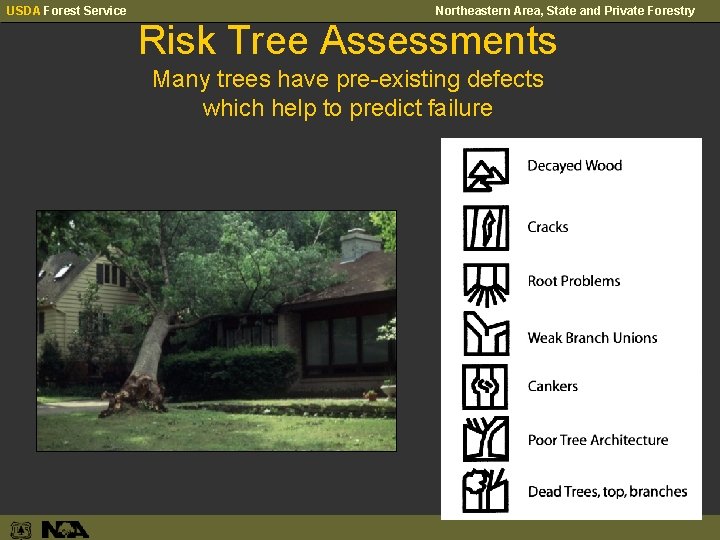 USDA Forest Service Northeastern Area, State and Private Forestry Risk Tree Assessments Many trees