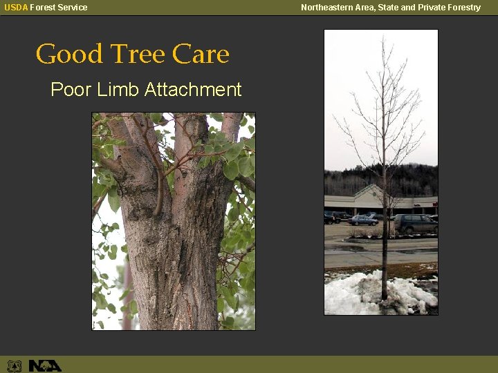 USDA Forest Service Good Tree Care Poor Limb Attachment Northeastern Area, State and Private