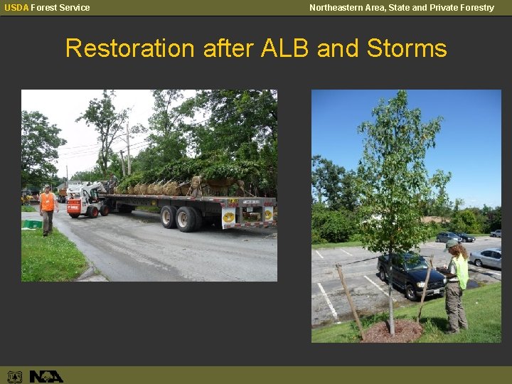 USDA Forest Service Northeastern Area, State and Private Forestry Restoration after ALB and Storms