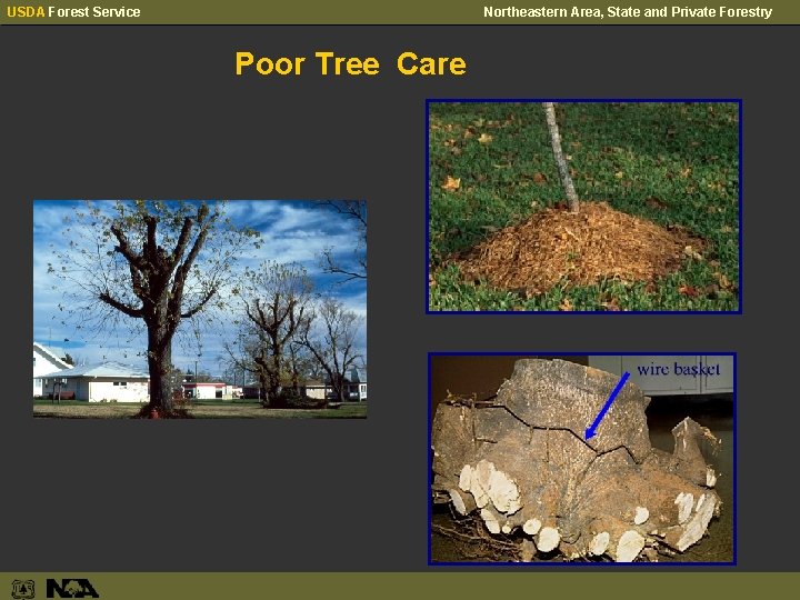 USDA Forest Service Northeastern Area, State and Private Forestry Poor Tree Care 