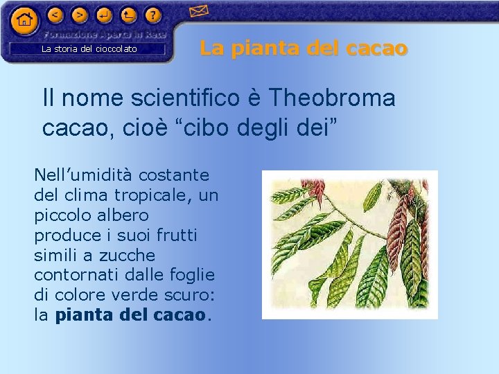 La storia del cioccolato La pianta del cacao Il nome scientifico è Theobroma cacao,