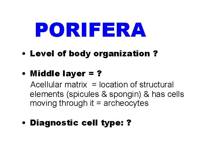 PHYLUM PORIFERA • Level of body organization ? • Middle layer = ? Acellular