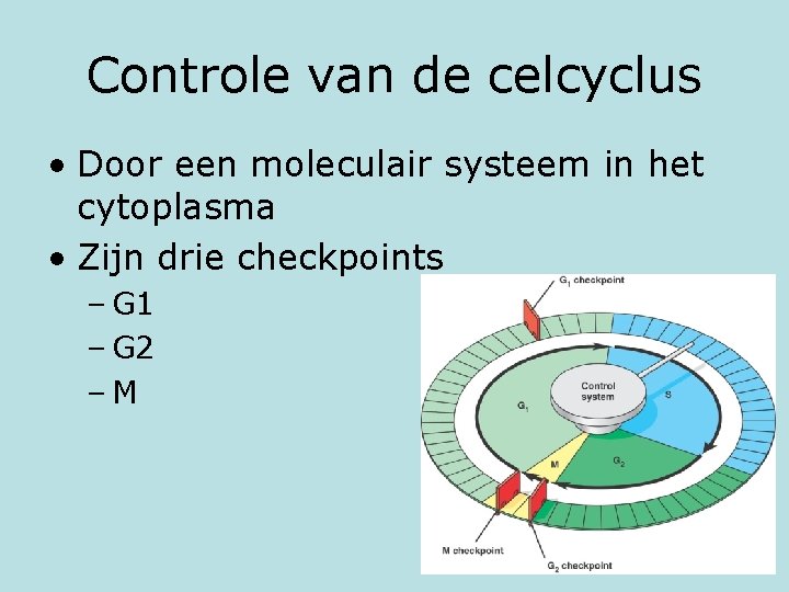 Controle van de celcyclus • Door een moleculair systeem in het cytoplasma • Zijn