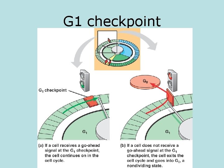 G 1 checkpoint 