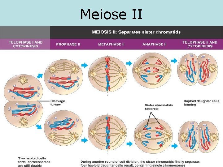 Meiose II 