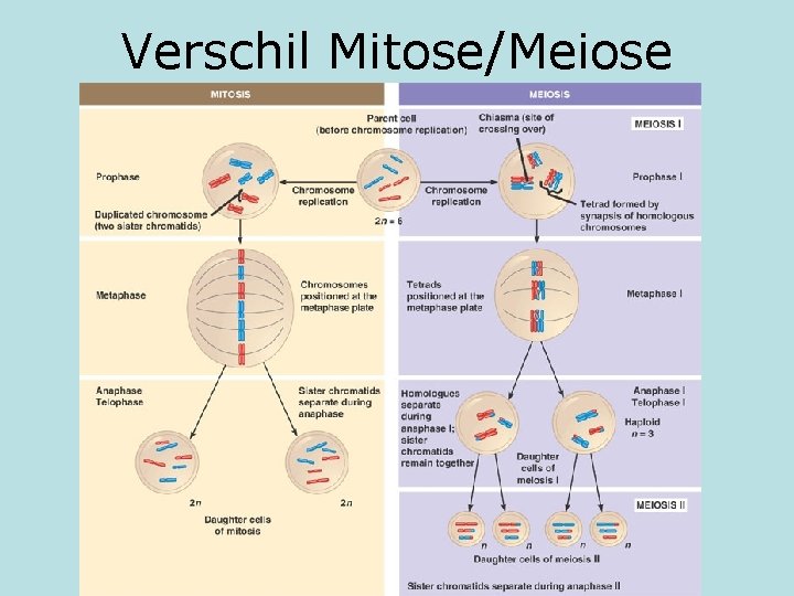 Verschil Mitose/Meiose 