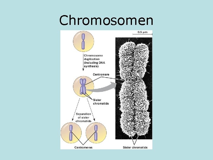 Chromosomen 