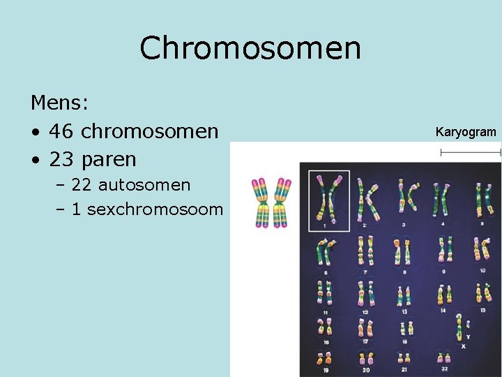 Chromosomen Mens: • 46 chromosomen • 23 paren – 22 autosomen – 1 sexchromosoom