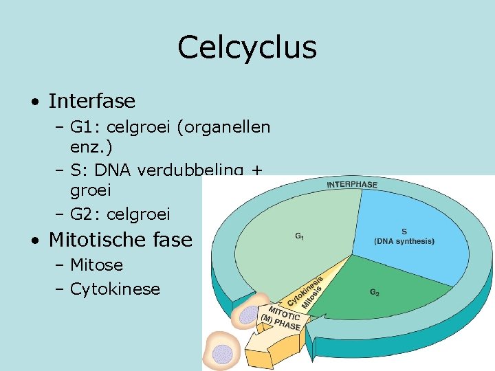Celcyclus • Interfase – G 1: celgroei (organellen enz. ) – S: DNA verdubbeling