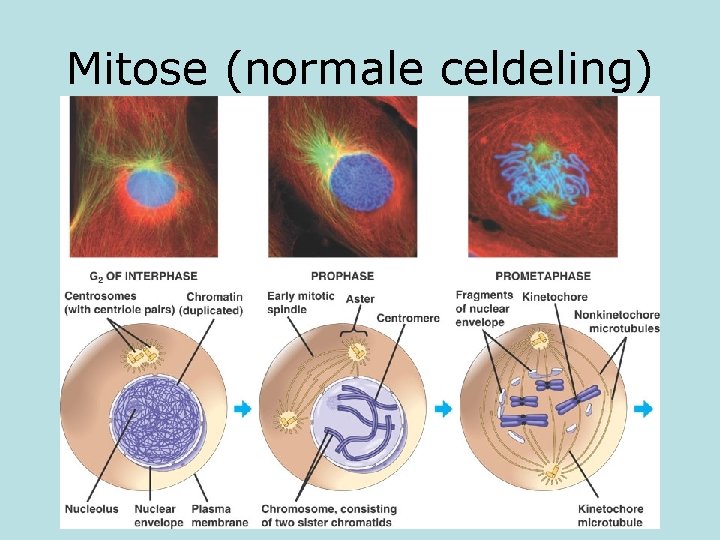 Mitose (normale celdeling) 