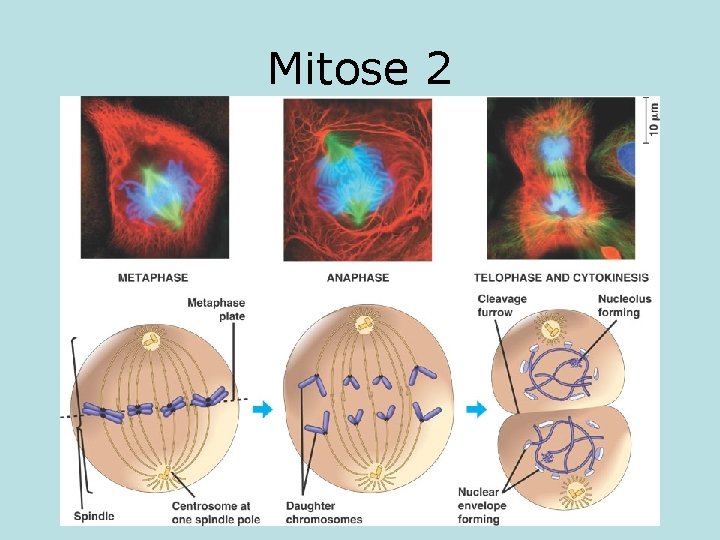 Mitose 2 