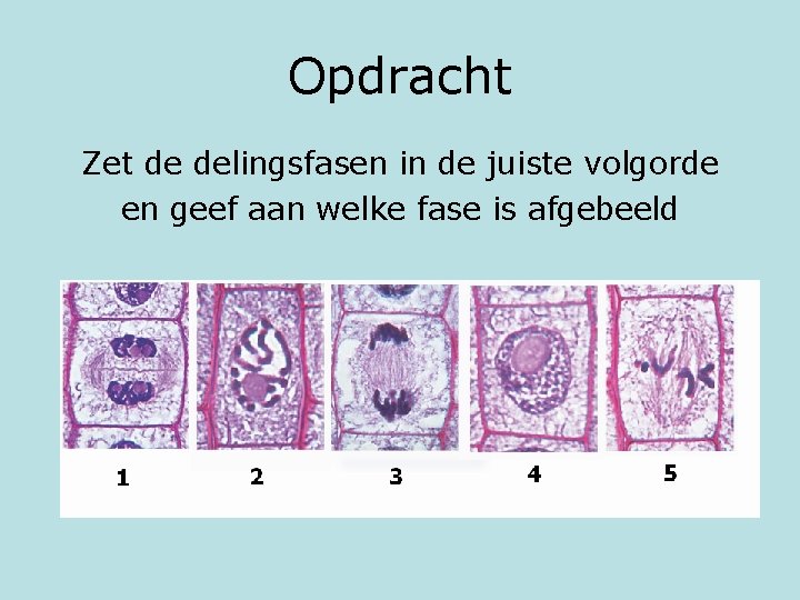 Opdracht Zet de delingsfasen in de juiste volgorde en geef aan welke fase is