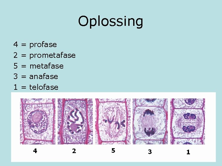 Oplossing 4 2 5 3 1 = = = profase prometafase anafase telofase 