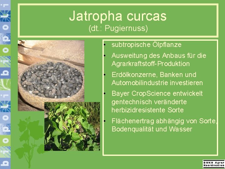 Jatropha curcas (dt. : Pugiernuss) • subtropische Ölpflanze • Ausweitung des Anbaus für die