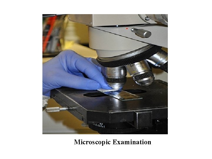 Microscopic Examination 