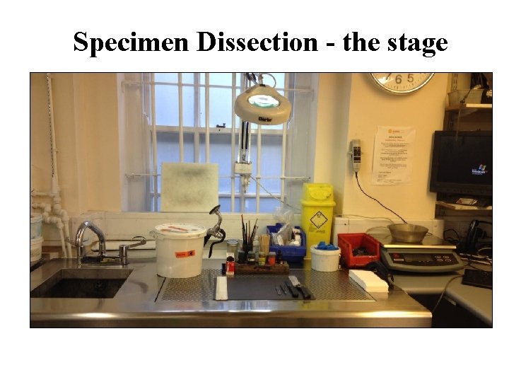 Specimen Dissection - the stage 