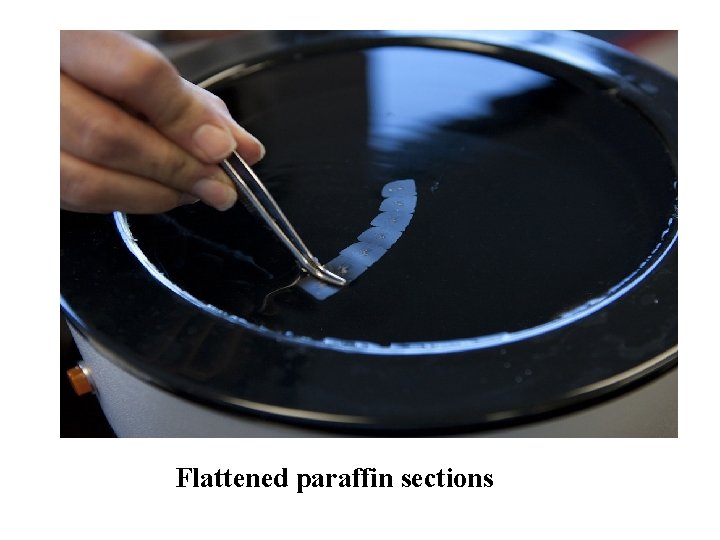 Flattened paraffin sections 