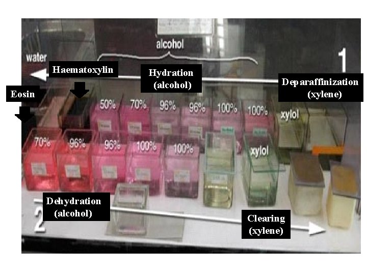 Haematoxylin Eosin Dehydration (alcohol) Hydration (alcohol) Deparaffinization (xylene) Clearing (xylene) 