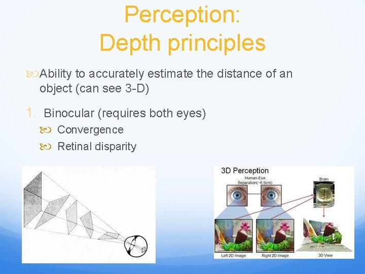 Perception: Depth principles Ability to accurately estimate the distance of an object (can see