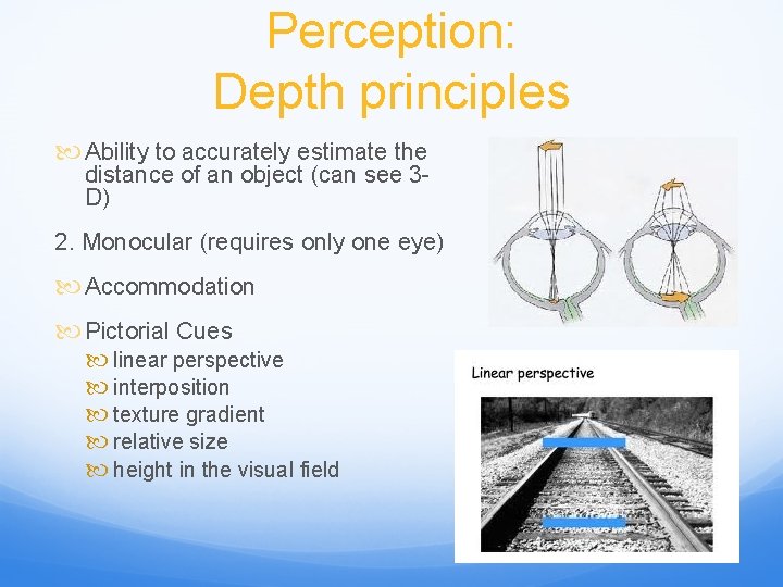 Perception: Depth principles Ability to accurately estimate the distance of an object (can see