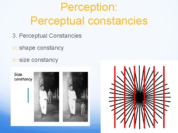 Perception: Perceptual constancies 3. Perceptual Constancies shape constancy size constancy brightness constancy 