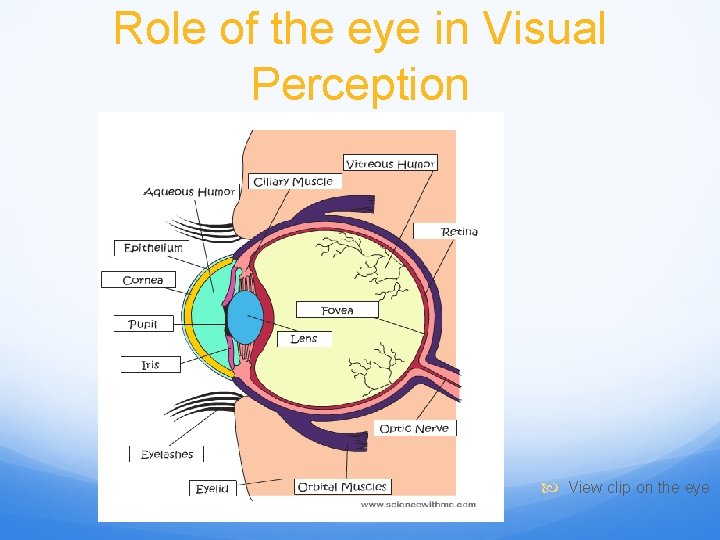 Role of the eye in Visual Perception View clip on the eye 