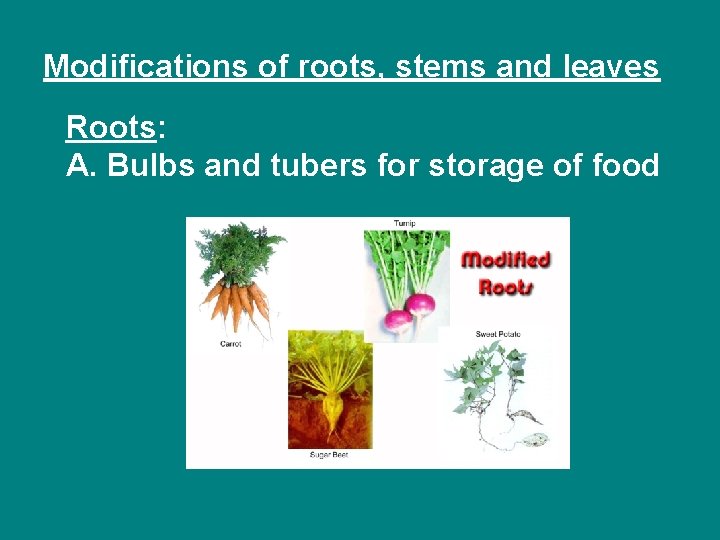 Modifications of roots, stems and leaves Roots: A. Bulbs and tubers for storage of