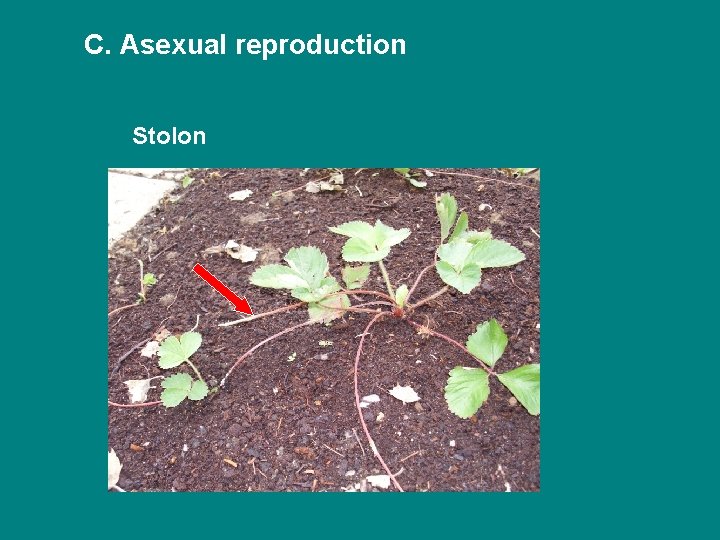 C. Asexual reproduction Stolon 