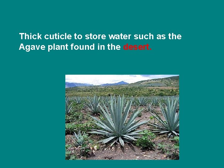 Thick cuticle to store water such as the Agave plant found in the desert.