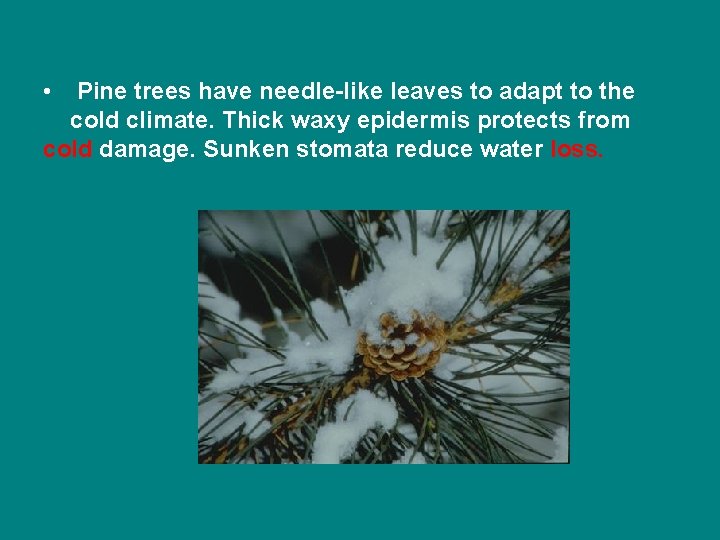  • Pine trees have needle-like leaves to adapt to the cold climate. Thick