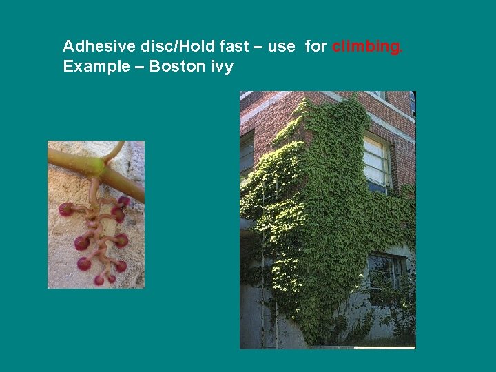 Adhesive disc/Hold fast – use for climbing. Example – Boston ivy 