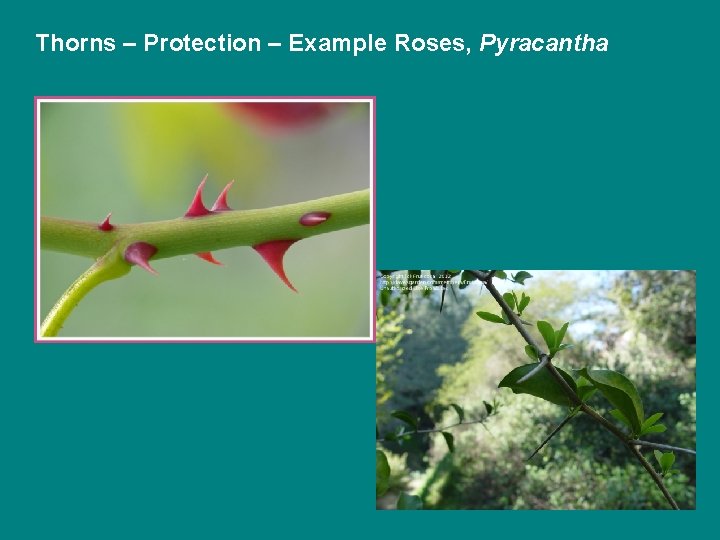 Thorns – Protection – Example Roses, Pyracantha 