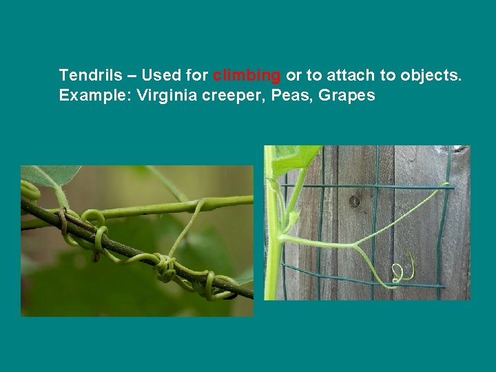 Tendrils – Used for climbing or to attach to objects. Example: Virginia creeper, Peas,